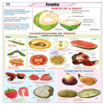 Types of Fruits Learning Chart
